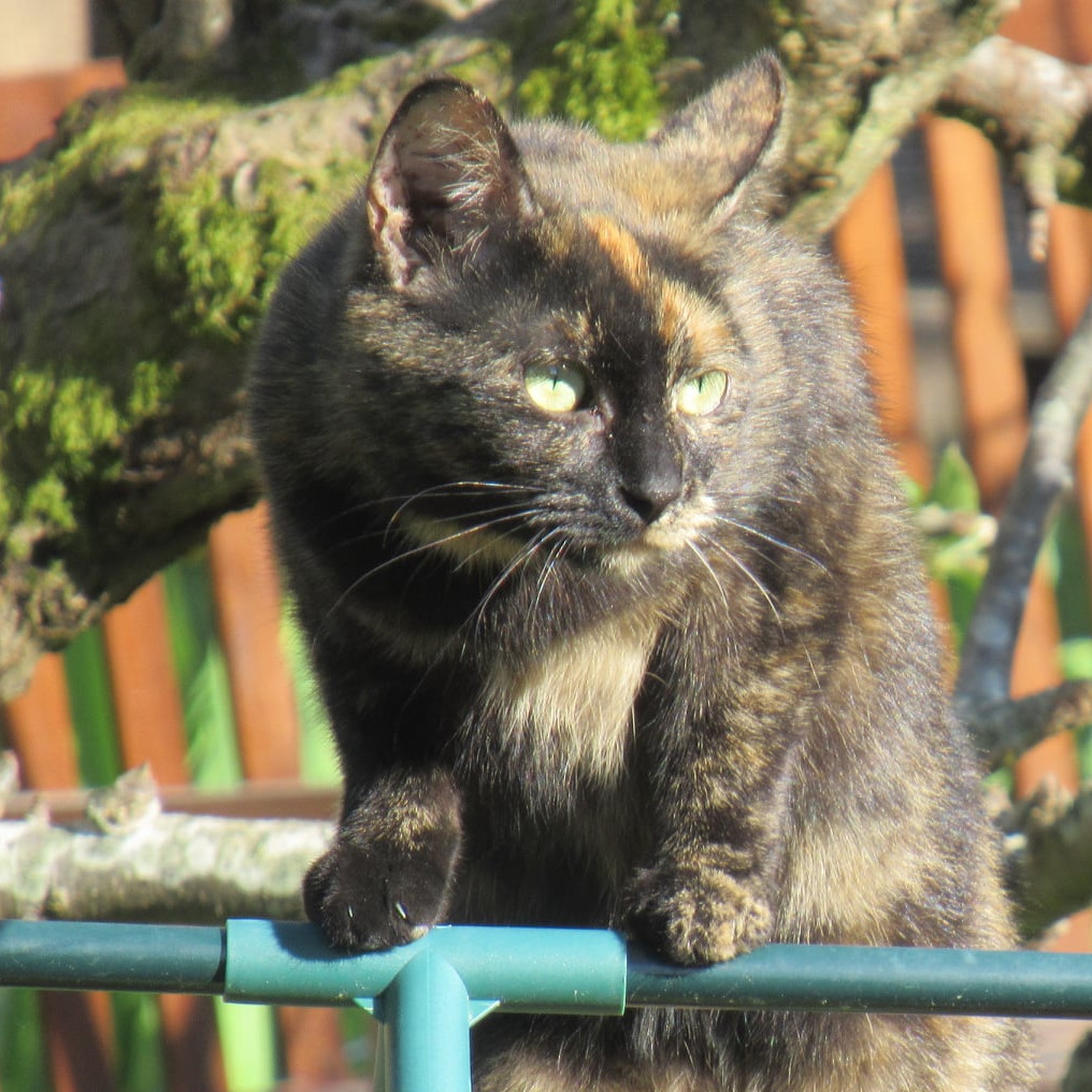 Chat